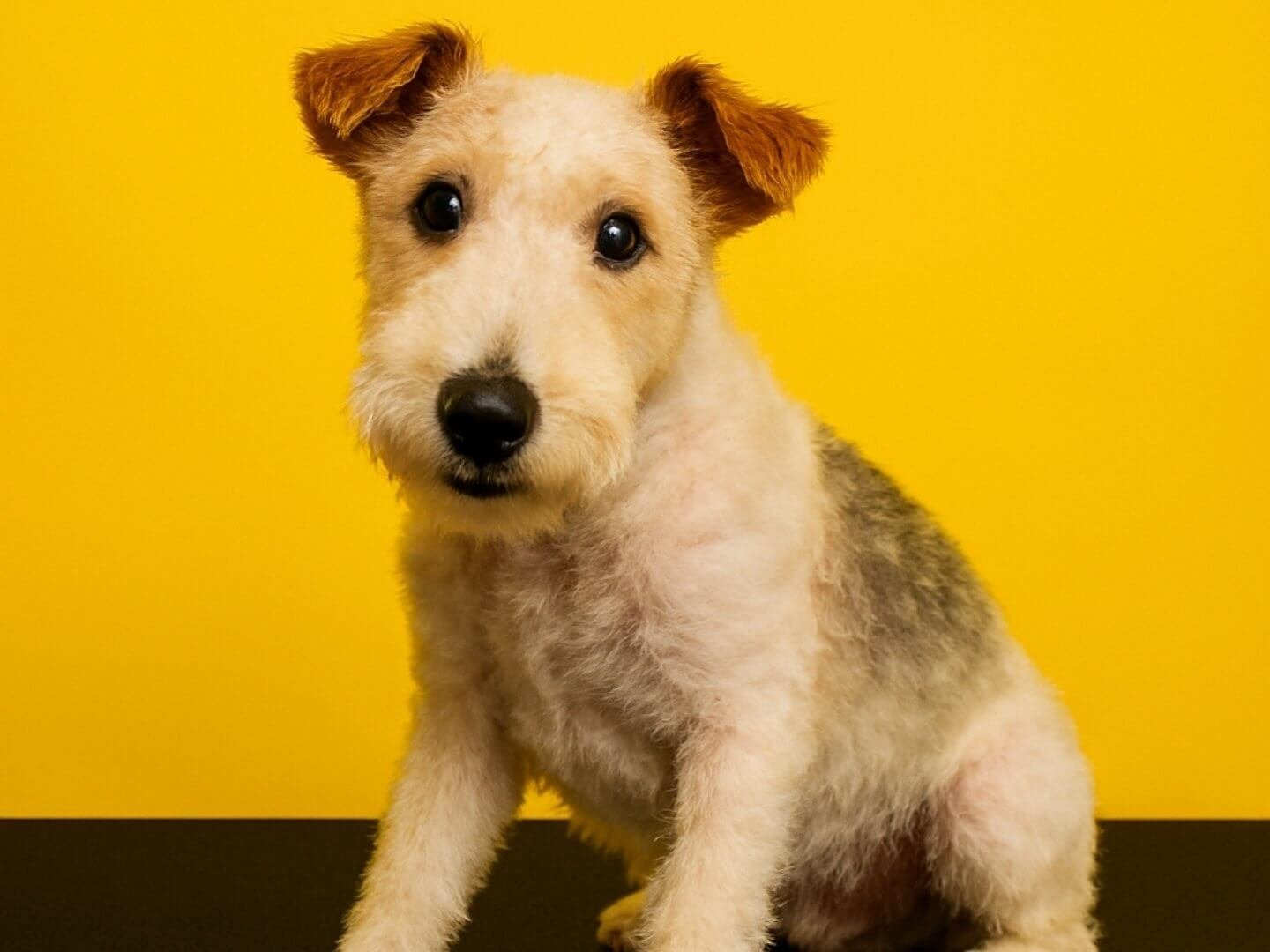 2 pelos-locos-peluqueria-canina-felina-huelva-bano-corte-tijera-maquina-deslanado-stripping-bienestar-perros-gatos