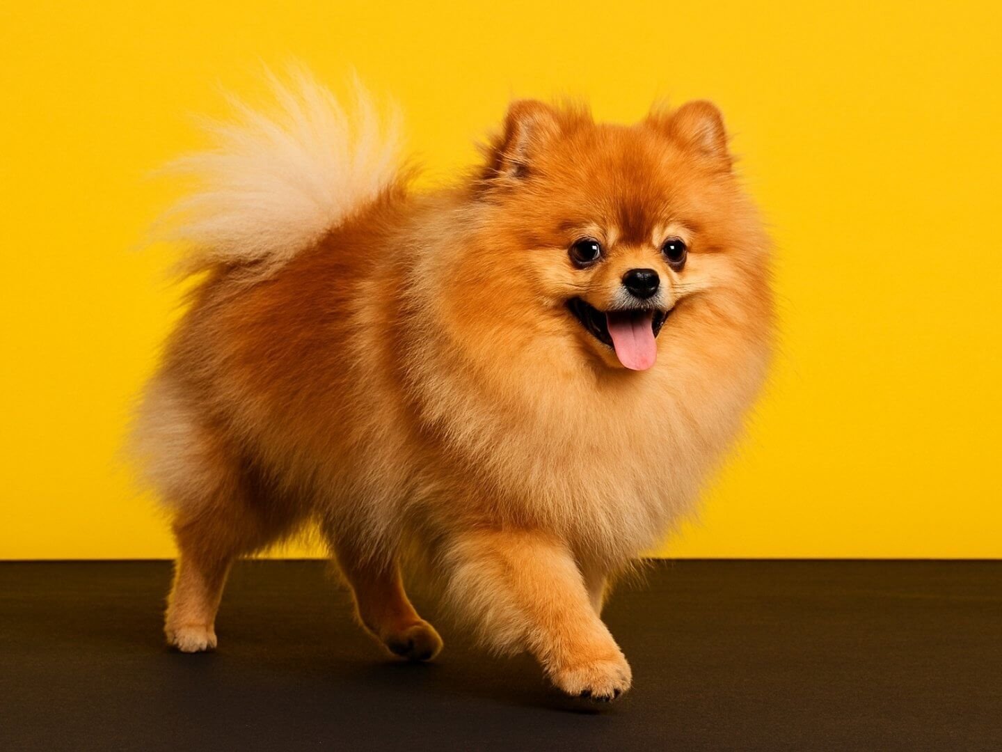 3 pelos-locos-peluqueria-canina-felina-huelva-bano-corte-tijera-maquina-deslanado-stripping-bienestar-perros-gatos