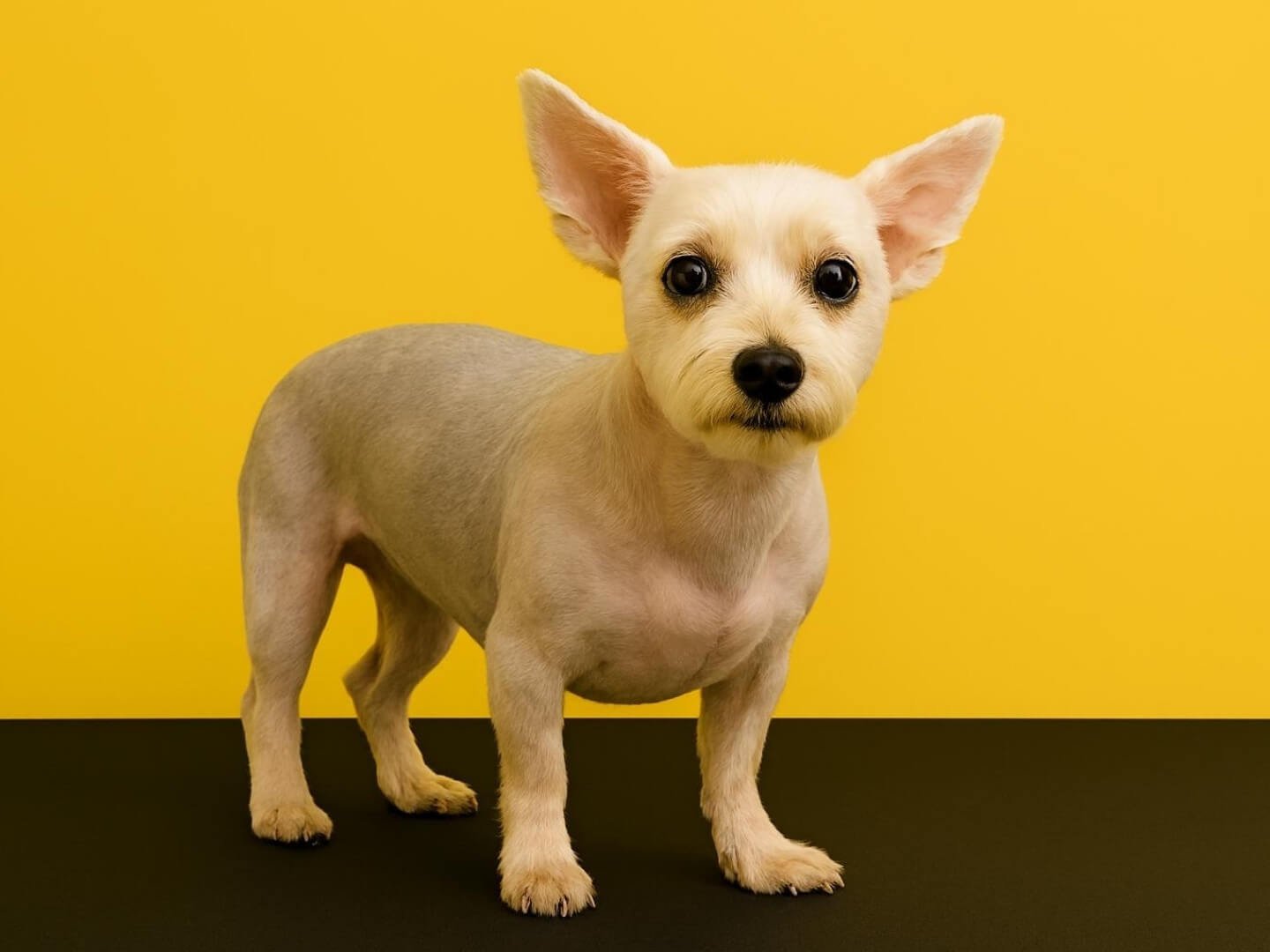 5 pelos-locos-peluqueria-canina-felina-huelva-bano-corte-tijera-maquina-deslanado-stripping-bienestar-perros-gatos