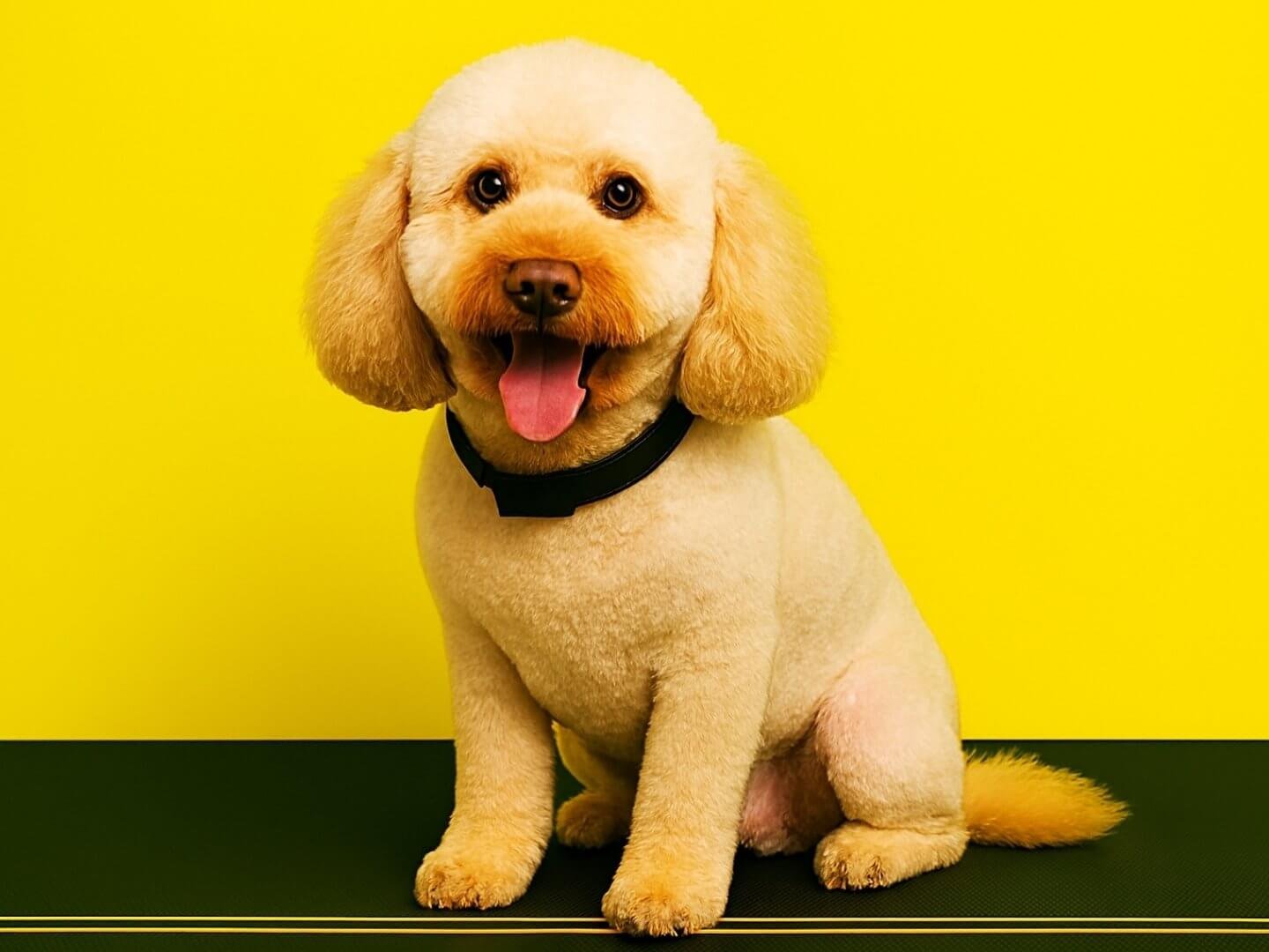 6 pelos-locos-peluqueria-canina-felina-huelva-bano-corte-tijera-maquina-deslanado-stripping-bienestar-perros-gatos