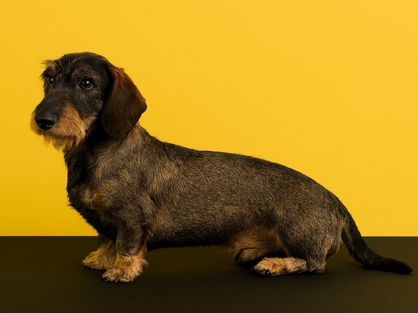 7 pelos-locos-peluqueria-canina-felina-huelva-bano-corte-tijera-maquina-deslanado-stripping-bienestar-perros-gatos