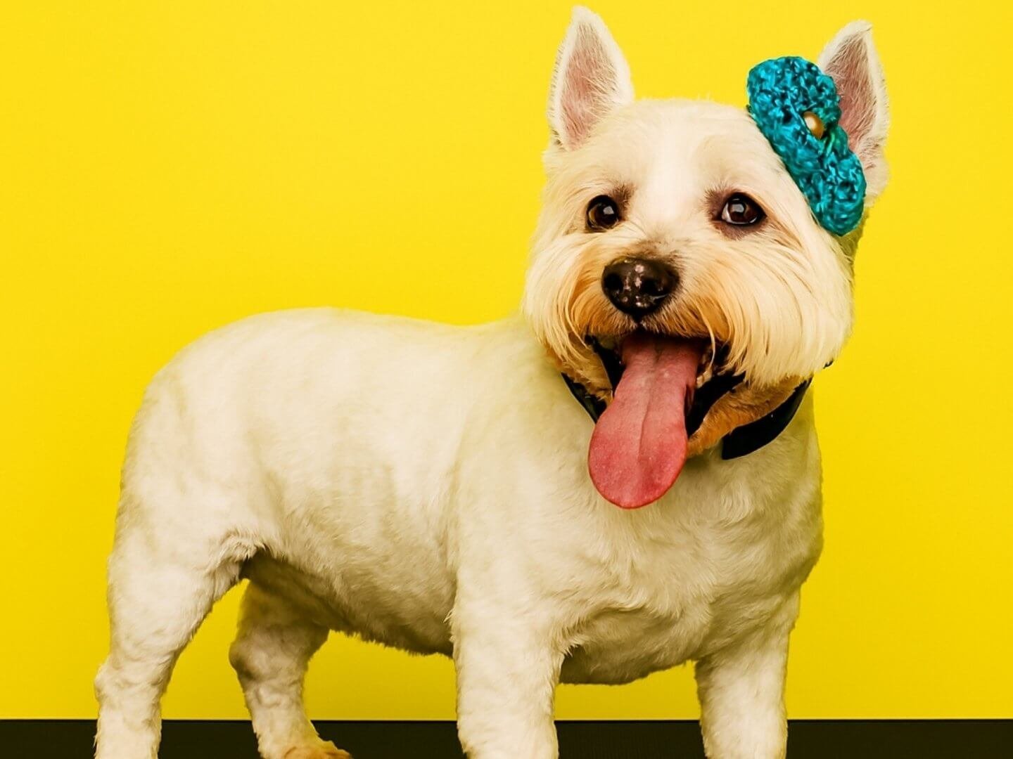 8 pelos-locos-peluqueria-canina-felina-huelva-bano-corte-tijera-maquina-deslanado-stripping-bienestar-perros-gatos