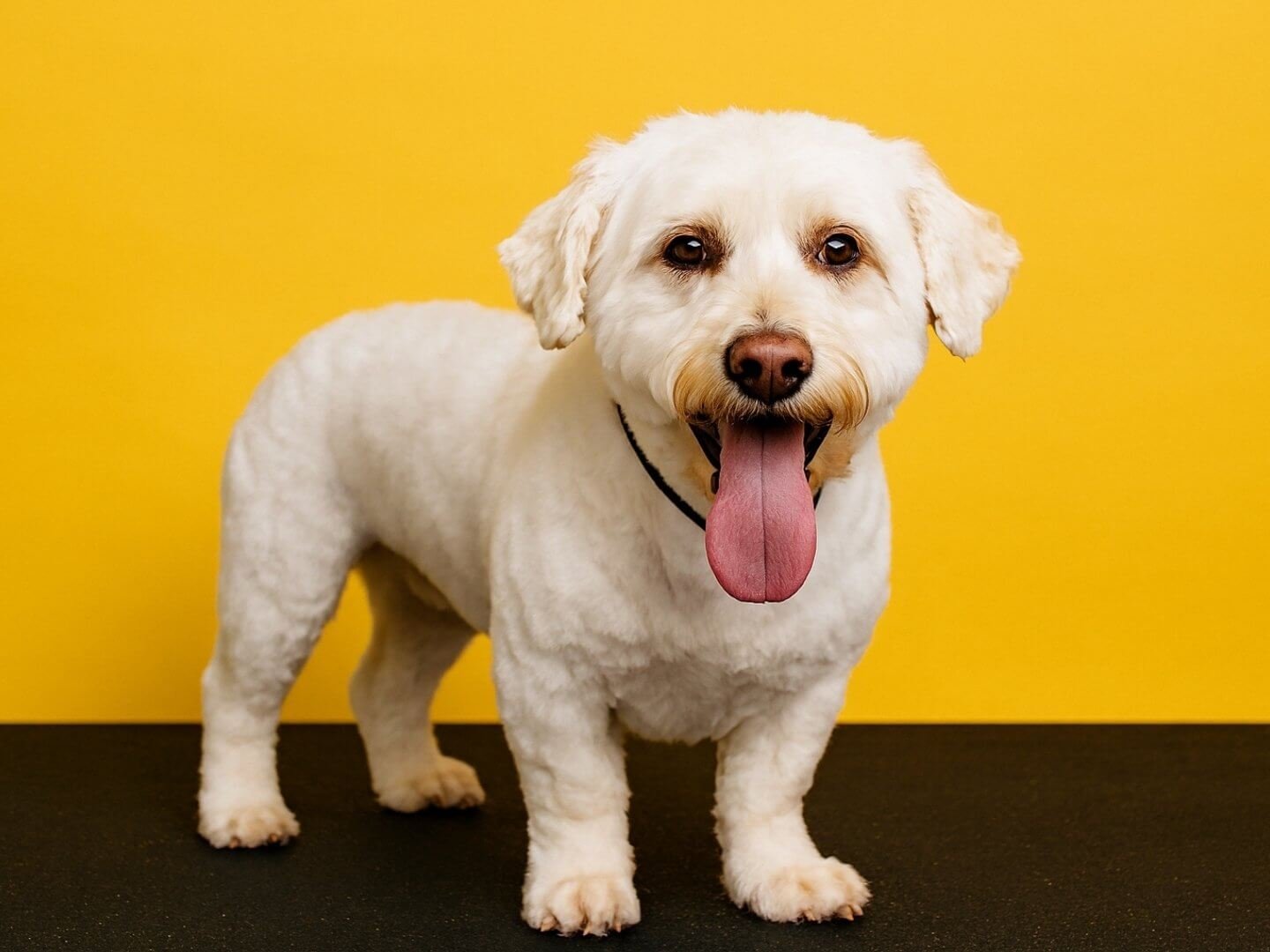 9 pelos-locos-peluqueria-canina-felina-huelva-bano-corte-tijera-maquina-deslanado-stripping-bienestar-perros-gatos